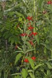 Royal Catchfly, Silene regia