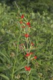 Royal Catchfly, Silene regia
