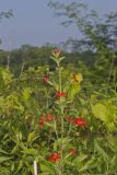 Royal Catchfly, Silene regia