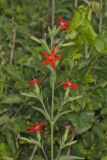 Royal Catchfly, Silene regia