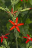 Royal Catchfly, Silene regia
