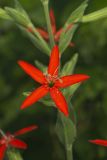 Royal Catchfly, Silene regia