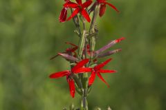 Royal Catchfly, Silene regia