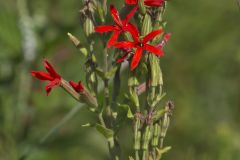 Royal Catchfly, Silene regia Royal Catchfly, Silene regia