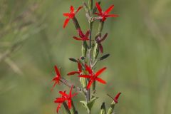 Royal Catchfly, Silene regia Royal Catchfly, Silene regia