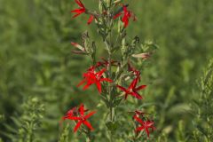 Royal Catchfly, Silene regia Royal Catchfly, Silene regia