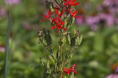 Royal Catchfly, Silene regia Royal Catchfly, Silene regia