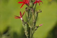 Royal Catchfly, Silene regia Royal Catchfly, Silene regia