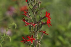 Royal Catchfly, Silene regia Royal Catchfly, Silene regia