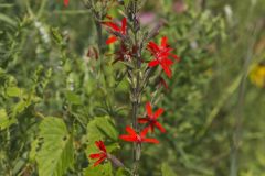 Royal Catchfly, Silene regia
