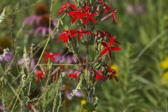 Royal Catchfly, Silene regia