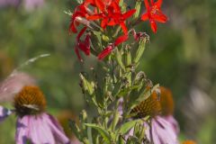 Royal Catchfly, Silene regia
