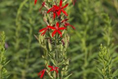 Royal Catchfly, Silene regia