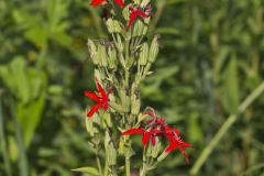 Royal Catchfly, Silene regia Royal Catchfly, Silene regia