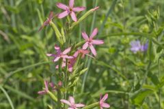 Royal Catchfly, Silene regia