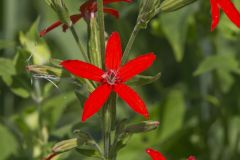 Royal Catchfly, Silene regia Royal Catchfly, Silene regia