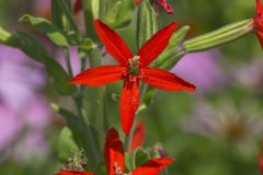 Royal Catchfly, Silene regia