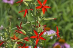 Royal Catchfly, Silene regia Royal Catchfly, Silene regia