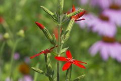 Royal Catchfly, Silene regia Royal Catchfly, Silene regia
