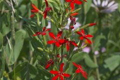 Royal Catchfly, Silene regia Royal Catchfly, Silene regia