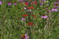Royal Catchfly, Silene regia Royal Catchfly, Silene regia