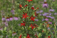 Royal Catchfly, Silene regia Royal Catchfly, Silene regia