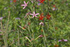 Royal Catchfly, Silene regia Royal Catchfly, Silene regia