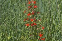 Royal Catchfly, Silene regia Royal Catchfly, Silene regia