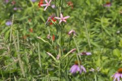 Royal Catchfly, Silene regia Royal Catchfly, Silene regia