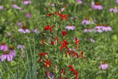 Royal Catchfly, Silene regia Royal Catchfly, Silene regia