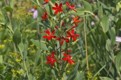 Royal Catchfly, Silene regia Royal Catchfly, Silene regia
