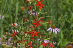 Royal Catchfly, Silene regia Royal Catchfly, Silene regia