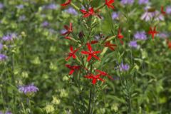 Royal Catchfly, Silene regia Royal Catchfly, Silene regia