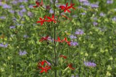 Royal Catchfly, Silene regia Royal Catchfly, Silene regia