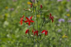 Royal Catchfly, Silene regia Royal Catchfly, Silene regia