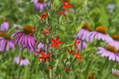 Royal Catchfly, Silene regia Royal Catchfly, Silene regia