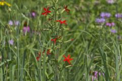 Royal Catchfly, Silene regia Royal Catchfly, Silene regia