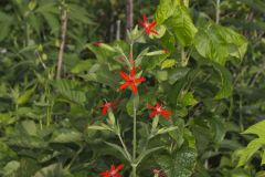 Royal Catchfly, Silene regia Royal Catchfly, Silene regia