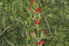 Royal Catchfly, Silene regia Royal Catchfly, Silene regia