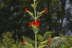 Royal Catchfly, Silene regia Royal Catchfly, Silene regia