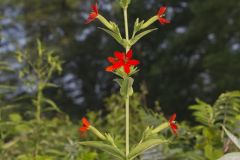 Royal Catchfly, Silene regia Royal Catchfly, Silene regia