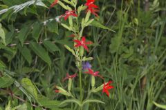 Royal Catchfly, Silene regia Royal Catchfly, Silene regia