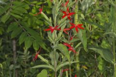 Royal Catchfly, Silene regia Royal Catchfly, Silene regia