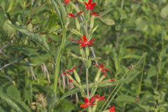 Royal Catchfly, Silene regia Royal Catchfly, Silene regia