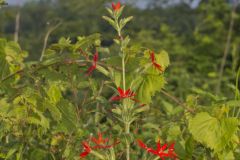 Royal Catchfly, Silene regia Royal Catchfly, Silene regia