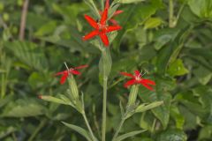Royal Catchfly, Silene regia Royal Catchfly, Silene regia