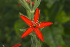 Royal Catchfly, Silene regia Royal Catchfly, Silene regia