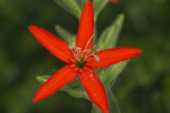 Royal Catchfly, Silene regia Royal Catchfly, Silene regia