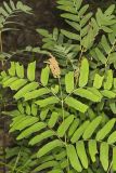 Royal Fern, Osmunda regalis