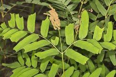 Osmundaceae, Royal Fern Family